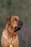 TOSA INU 478